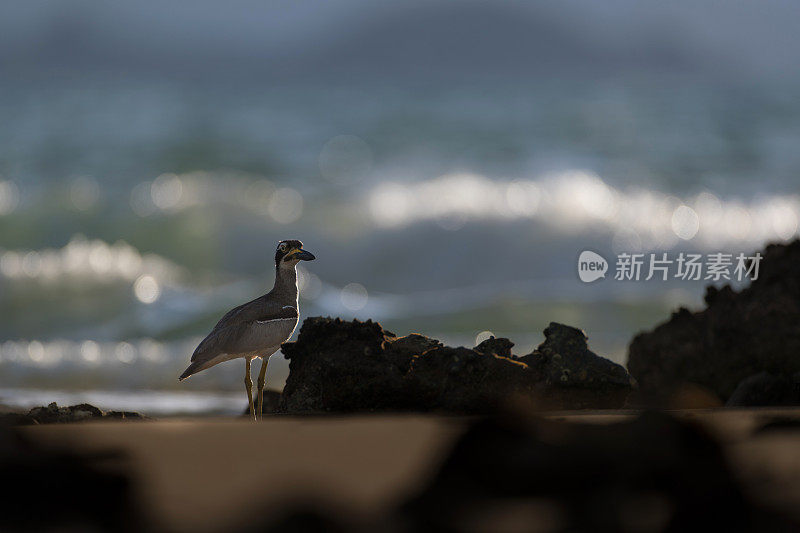 海鸟:成年海滩粗膝鹬(Esacus magnirostris)，又名海滩石鸻。